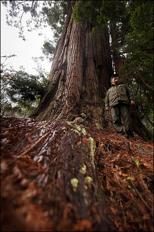 Drury Redwood and Redwood National Parks ranger Wheeler