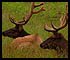 Roosevelt Elk at redwood meadow