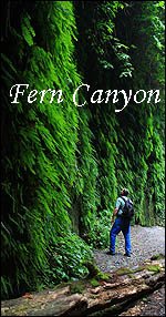 Fern Canyon Redwood Vacation Destination