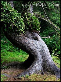 A leaning spruce along the trail to Fern Canyon