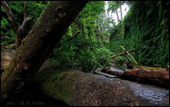 Tall fern covered walls of Fern Canyon and big logs along the stream