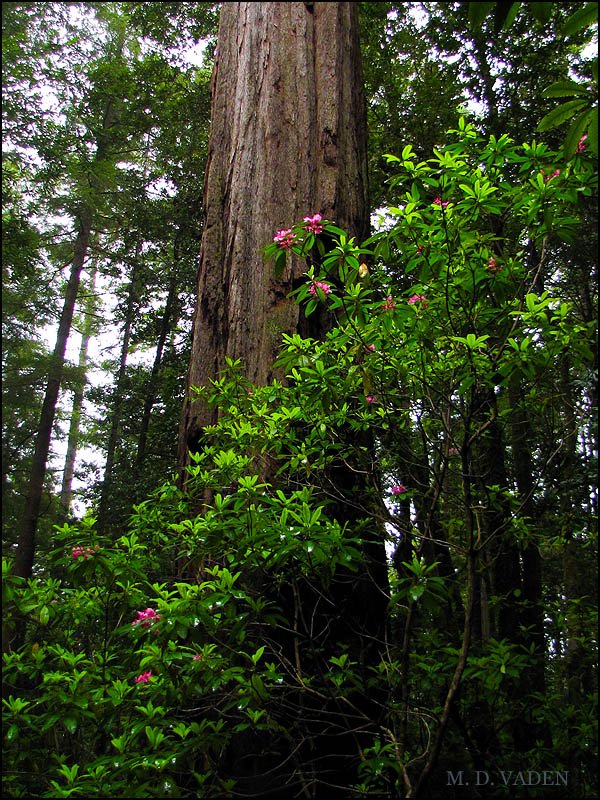 Rhododendron blossoms and redwood trunk at 44, Forty-Four Creek, Redwood National Park