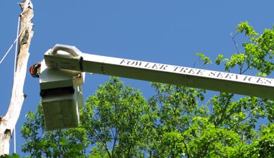 Bloomington tree service
