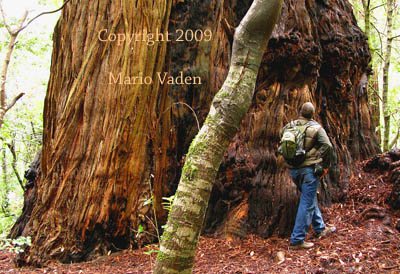 Fusion Giant in Redwood National Park of California