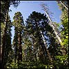 Calavera Giant Sequoia forest