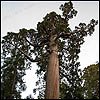 Calavera Giant Sequoia grove