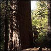 Big Sugar Pine near Calaveras Giant Sequoia grove