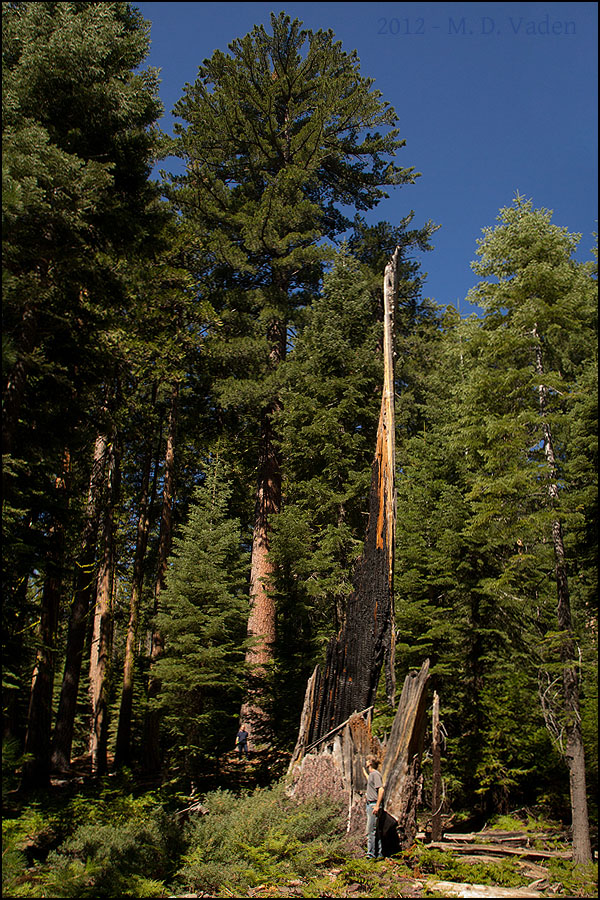 Calaveras Giant Sequoia Grove and Forest. Sequoiadendron ...