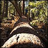 Pickering Pine near Calaveras Giant Sequoias