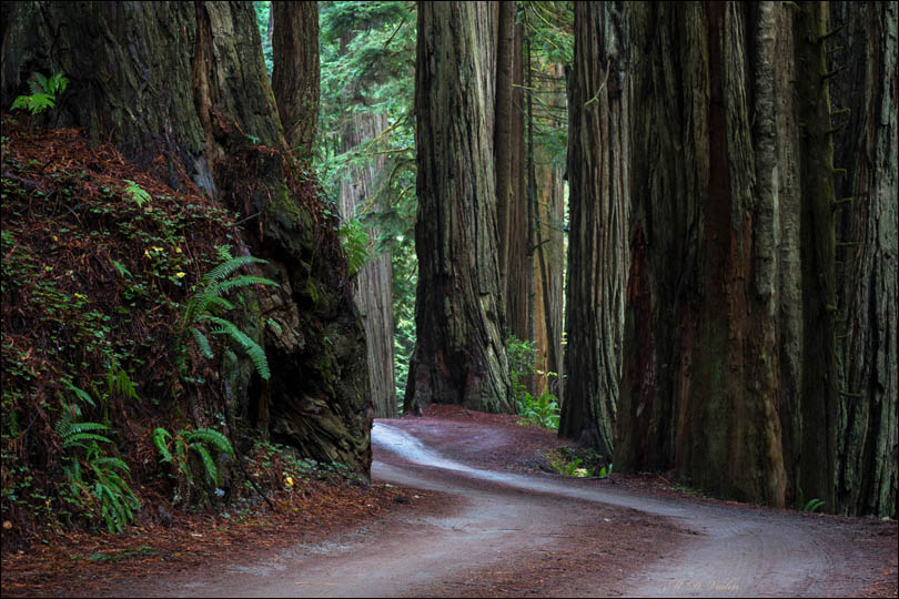 Grove of Titans directions through Howland Hill Road and redwoods