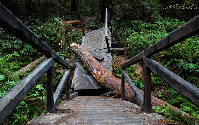 bridge boardwalk collapse near the grove of titans in Jedediah Smith redwood park