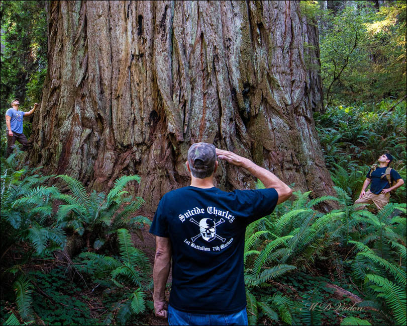 Grove of Titans coast redwood called Chesty Puller