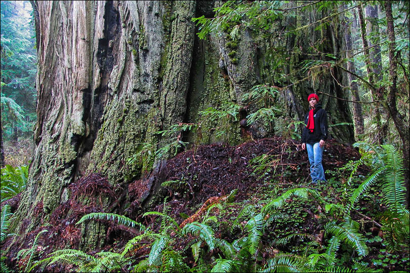 Exploring for huge coast redwoods in the Grove of Titans and Ruth Lore in Ruthlor Gulch
