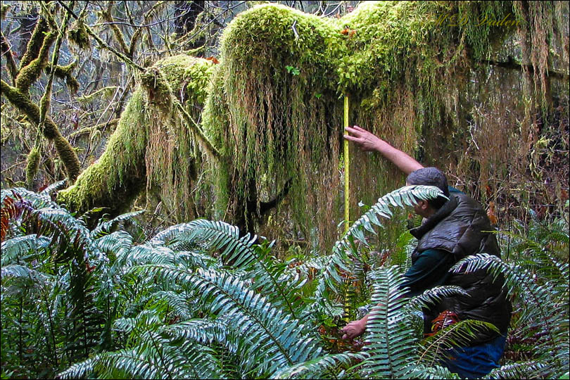 Measuring Selaginella in the Grove of Titans forest