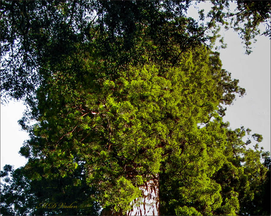 Helios redwood national park canopy