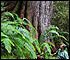 tallest hemlock in redwood forest