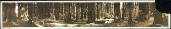 Historic redwood scene with man walking