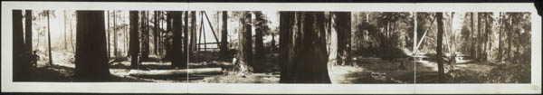 Historic photo of redwood forest area near Mendocino