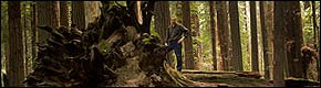 Big log in the coast redwoods, Avenue of the Giants