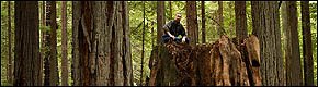 Big stump in grove of coast redwoods at Humboldt