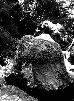 Bear claw marks in the Lost Man Creek Redwood National Park area near Hyperion