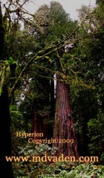 Hyperion redwood is the tallest tree in the world