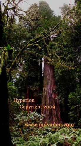 Hyperion redwood is the tallest tree in the world