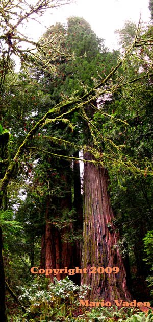 old growth Sitka Spruce forest log