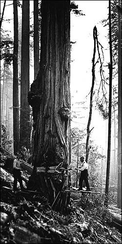 Bear claw marks in the Lost Man Creek Redwood National Park area near Hyperion