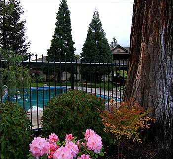 Consultation for motel landscaping and redwood tree photography