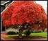 Japanese Maple provides fall color in Portland landscaping design