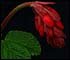plant for Portland Oregon landscaping climate