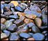landscaping and lawn near Portland get drainage rock