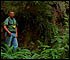 Landscape expert and ferns
