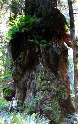 Giant Redwood in Valley of the Lost Groves