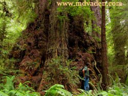 Huge dome valley of the lost groves Redwood