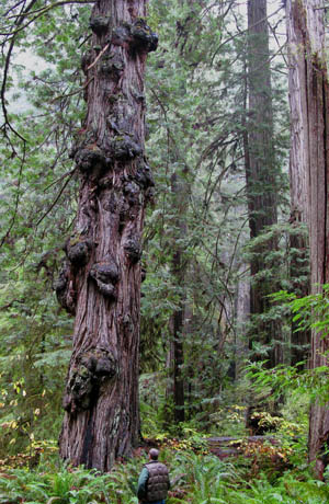 Valley of the Lost Groves redwood at Prairie Creek redwoods park