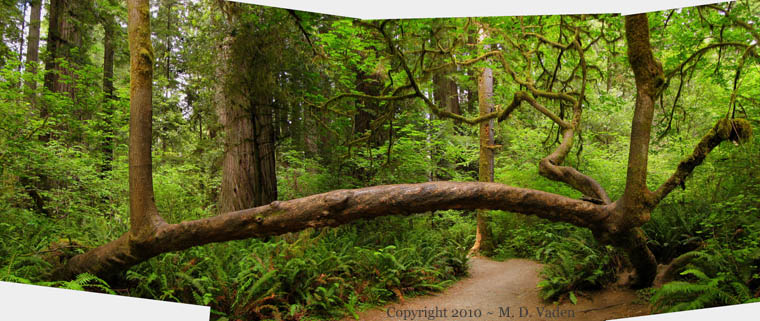 Bigleaf maple in redwood park. Hiking trail.