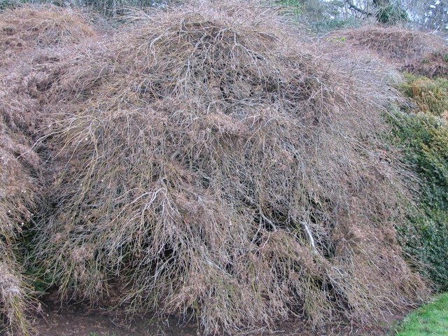 Japanese maple tree pruning in Portland, Oregon