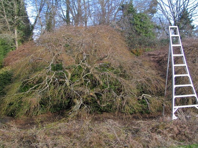 Japanese maple tree pruning in Portland, Oregon