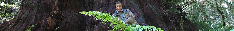 redwood