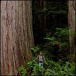 Redwoods near Ah Pah Trail