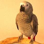 African grey parrot, parrots