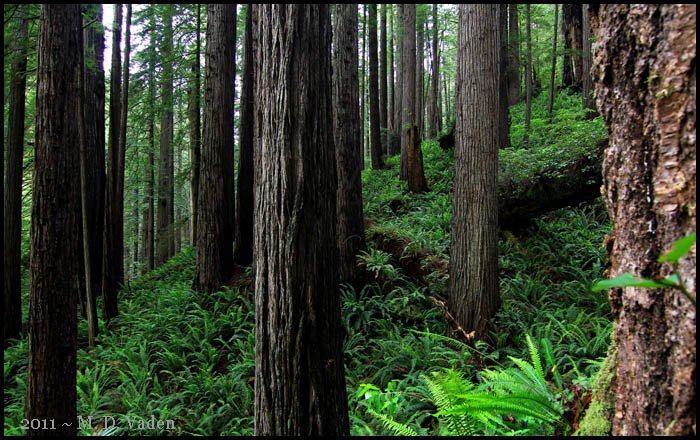 Moorman Redwood Trail, an excellent place for hiking and redwoods photography