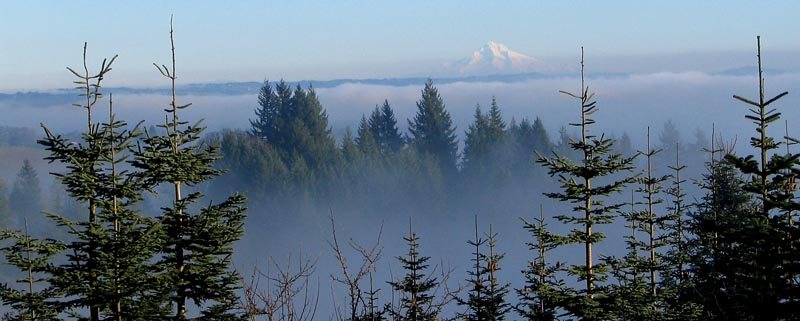 Portland landscaper, landscape company, landscape designer