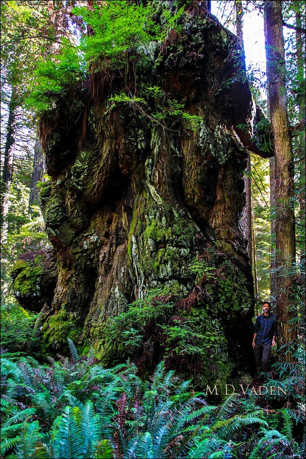 Giant Mutant Coast Redwood with Andrew Joslin