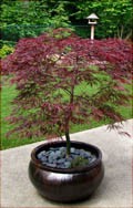 Portland tree service expert teaching pruning seminars