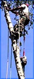 Tree pruning arborist service work on a Portland birch tree