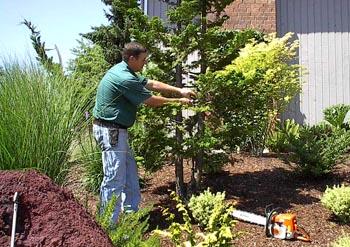 landscaping, rock, plants