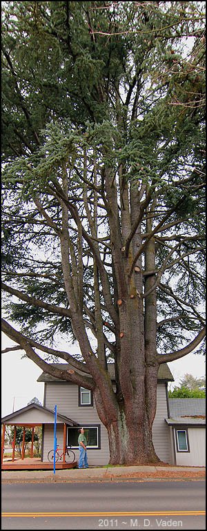 Pruning expert next to an Atlas Cedar